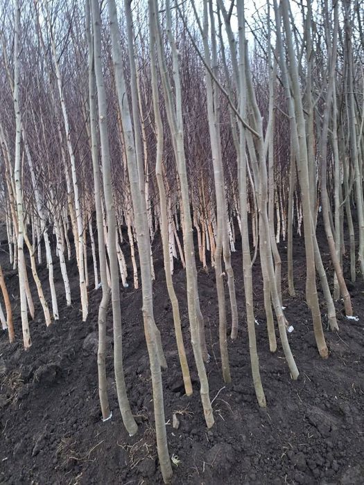 Vand mesteacăn alb dimensiuni de la 1-6 m diferite specii dif inaltimi