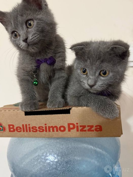 Scottish fold и Straight