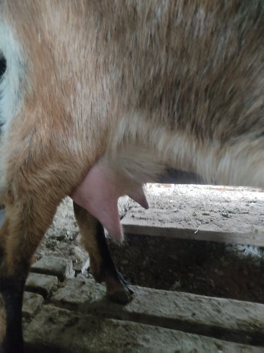 Продам альпийскую козочку