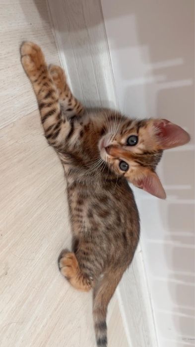 Бенгальский котенок
