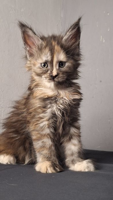 Эксклюзивные котята мейн-кун