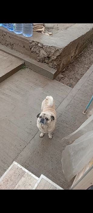 Продается мопс чистокровный