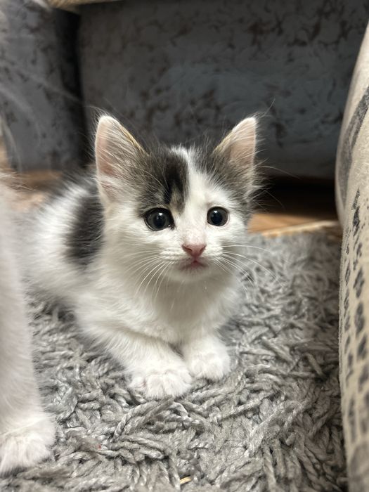 Отдам котенка в добрые руки