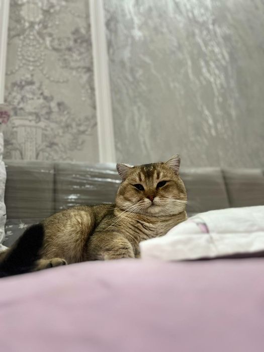 Вязка залатой шиншилла, zot olishga zalatøy shinahilla