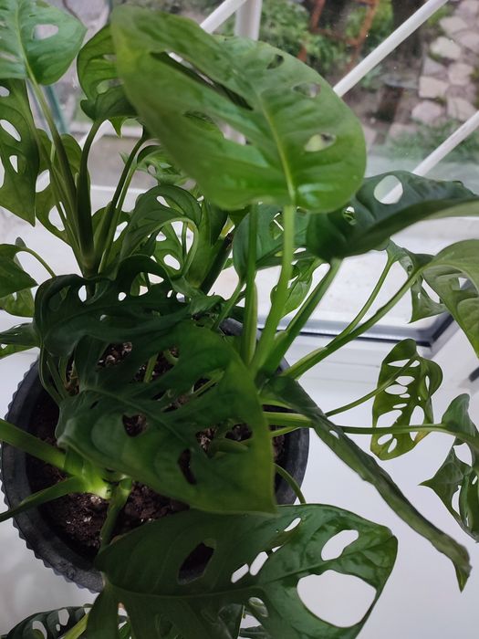 Монстера Манки (вьюн)