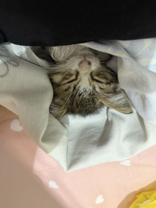 котенок, отдадим в добрые руки