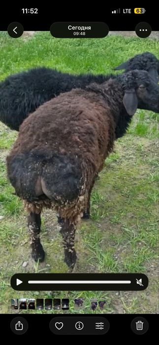 Quchqorla sotiladi SROCHNA