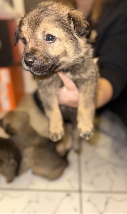 Donez 5 puiuți de talie mica  (2 luni)