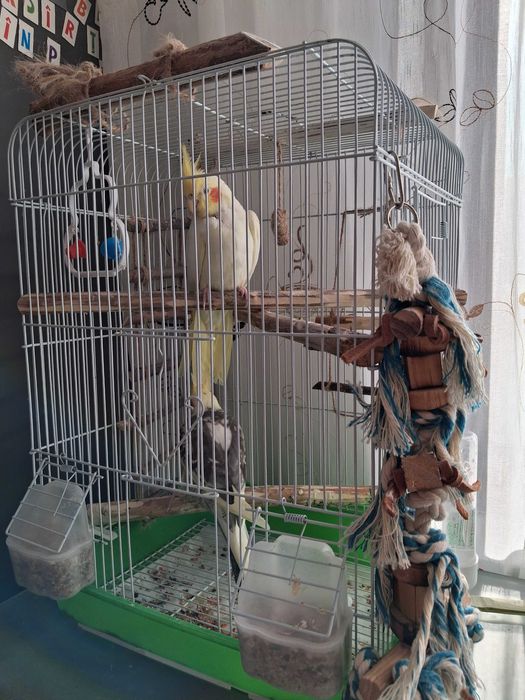 Pasari de companie