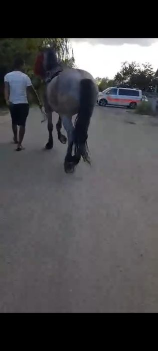 Vând cal castrați 177 inaltime garantat de ham sau schimb