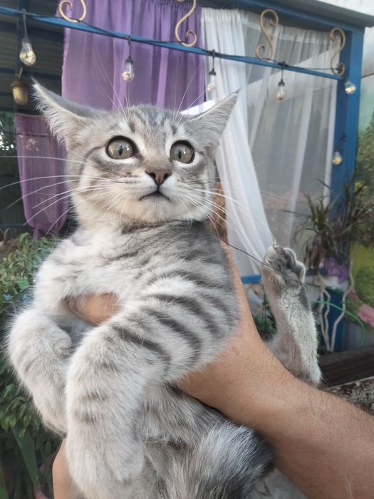 Отдам котенка в добрые руки бесплатно