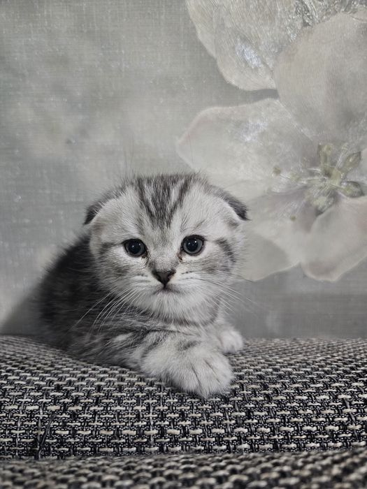 Британский котеночек