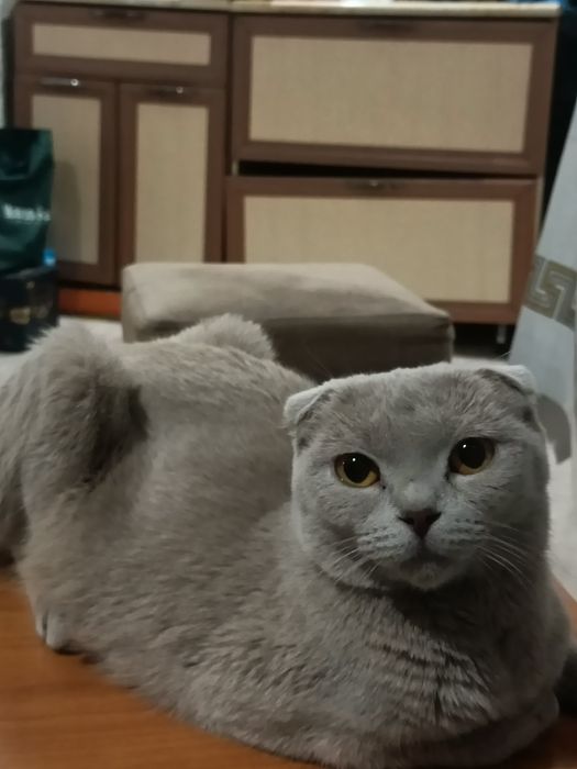 Шотландская вислоухая