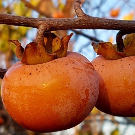 Kaki rosseyanka rezistent