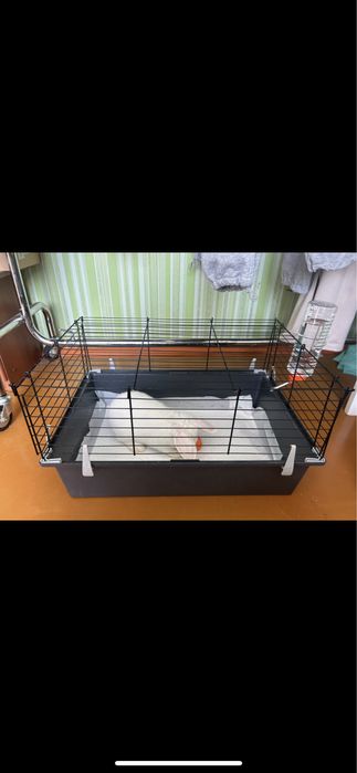 Продам декоративного кролика