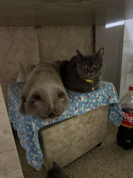 Скоттиш фолд шатландец