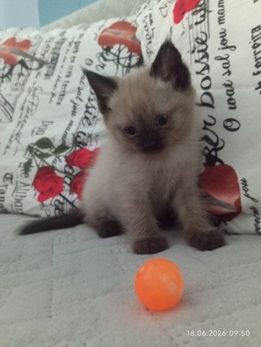 Милые котята ищут семью)