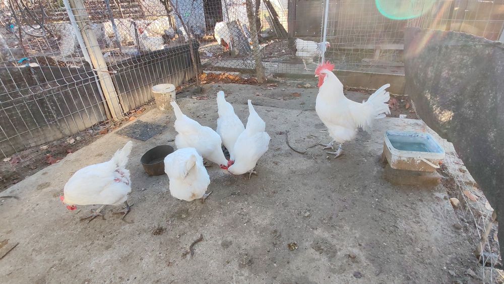 Familie La Bresse si cocoși