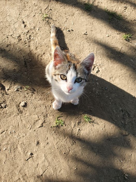 Отдам котёнка в добрые и заботливые руки