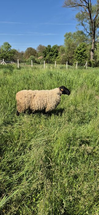 Berbec hibrid  suffolk