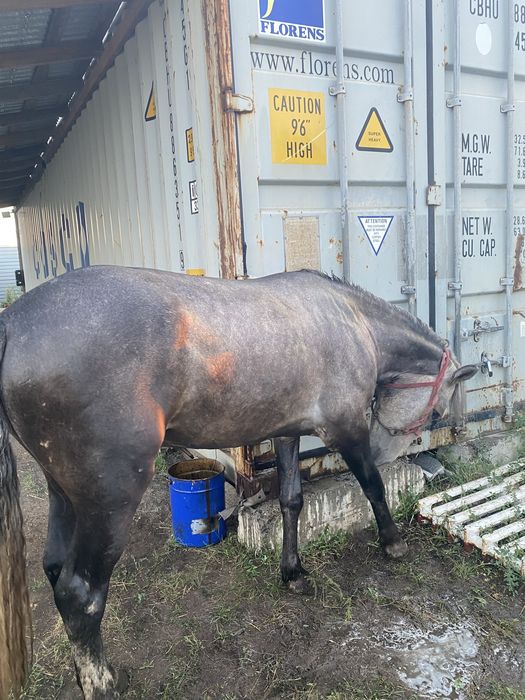 Құнан