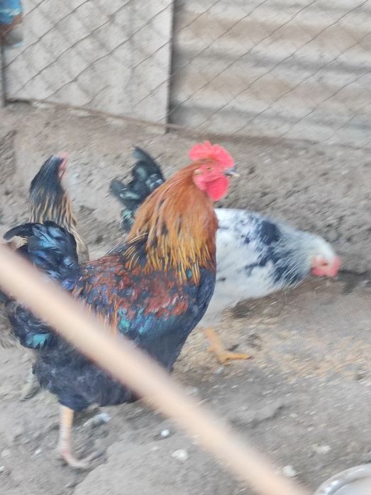 Продам молодых петухов