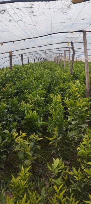 Mandarin .  limon.  koʻchatlari sotiladi.