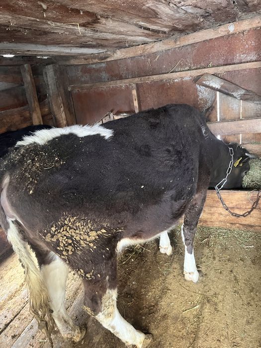 Продам тёлку на откорме