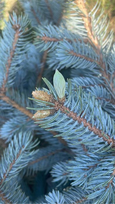 Газон посевной и рулонный
