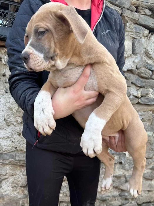 Американско були Хл American bully Xl