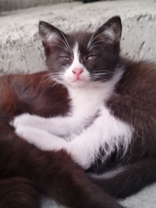 Отдам котенка очень доброму человеку