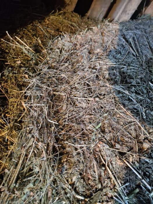 Клевер 200 тюков