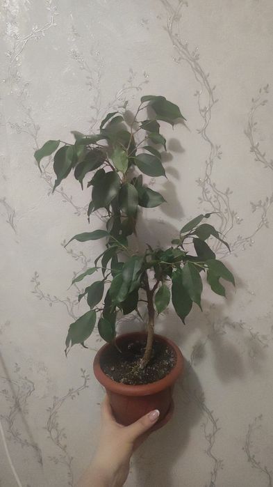 Продам фикус Бенжамина. Есть доставка.