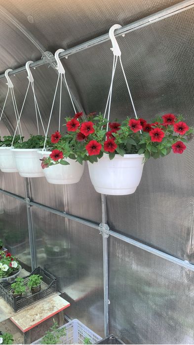 Ампельная петуния