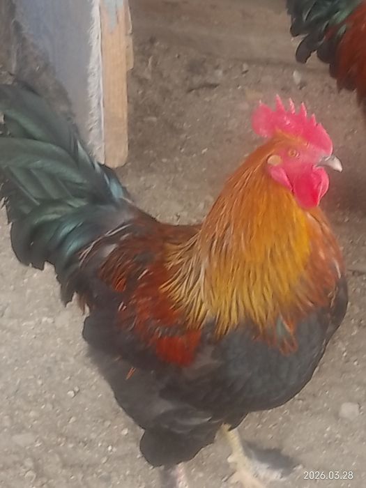 Домашняя живность