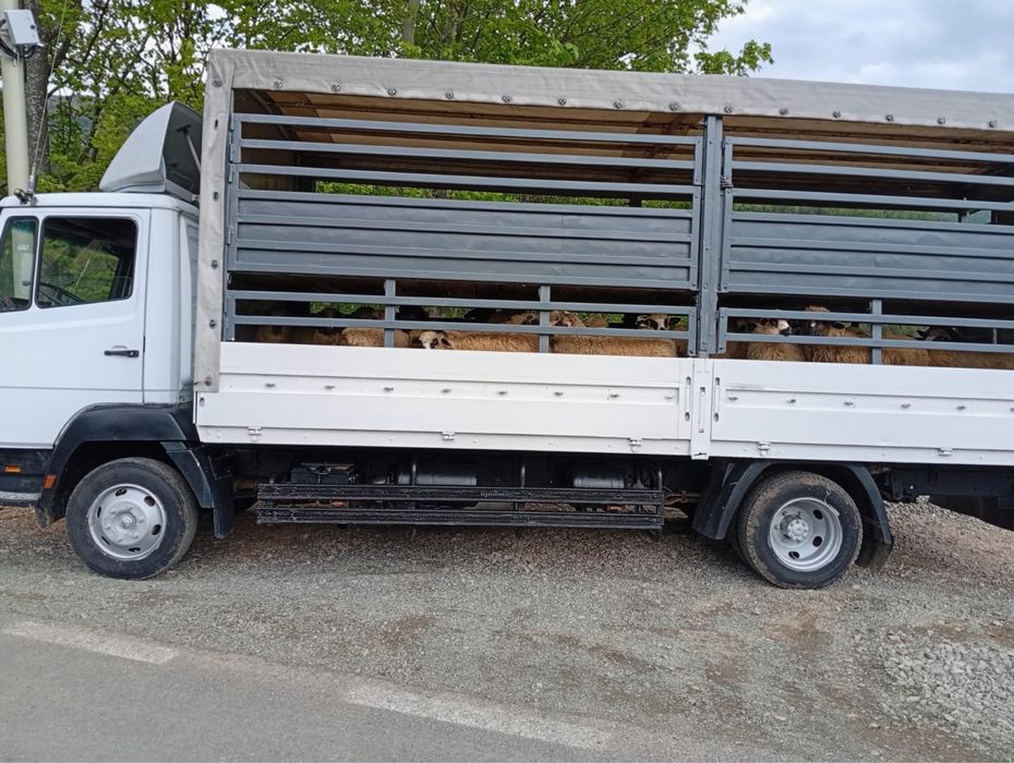 Camion animale  si in acte
