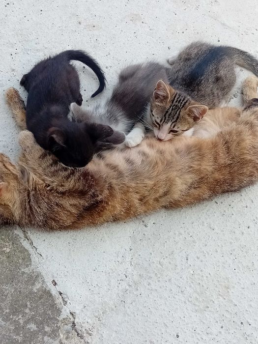 Посарявам малки котета