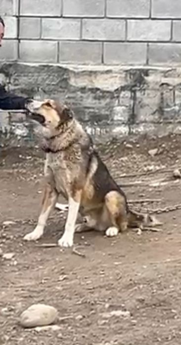 Алабай 1 жыл 2 айлық күшік