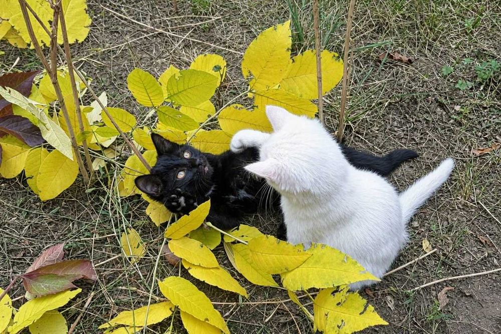 Котята замечательные, велюровые, ищут новый дом