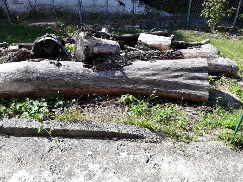 Vand lemne de foc frasin uscat 290 lei