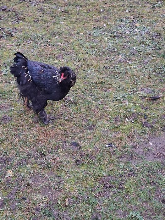 Cocosi motati barbosi