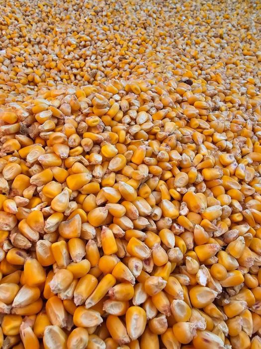 Cereale / Furaje de vanzare