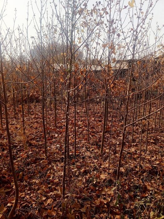 Тюльпанное дерево – лола дарахт сотилади