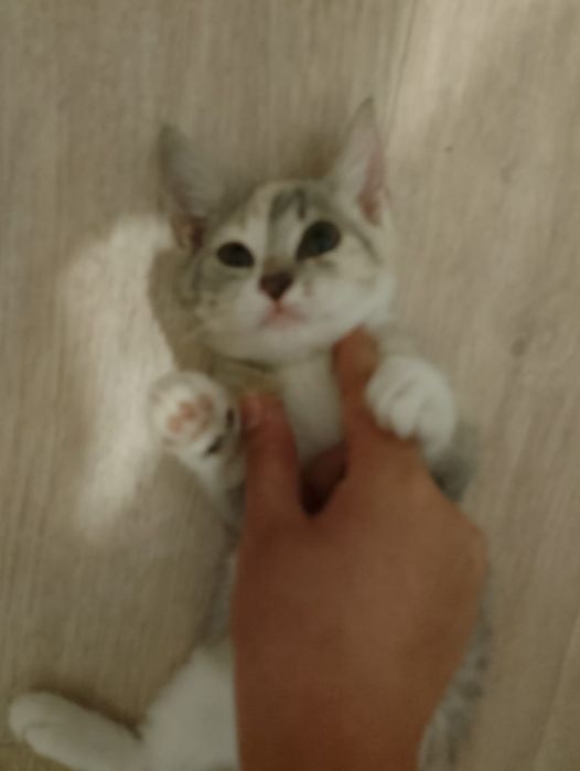 Отдам котят)) две девочки)))