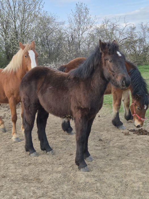 Manz negru de vanzare