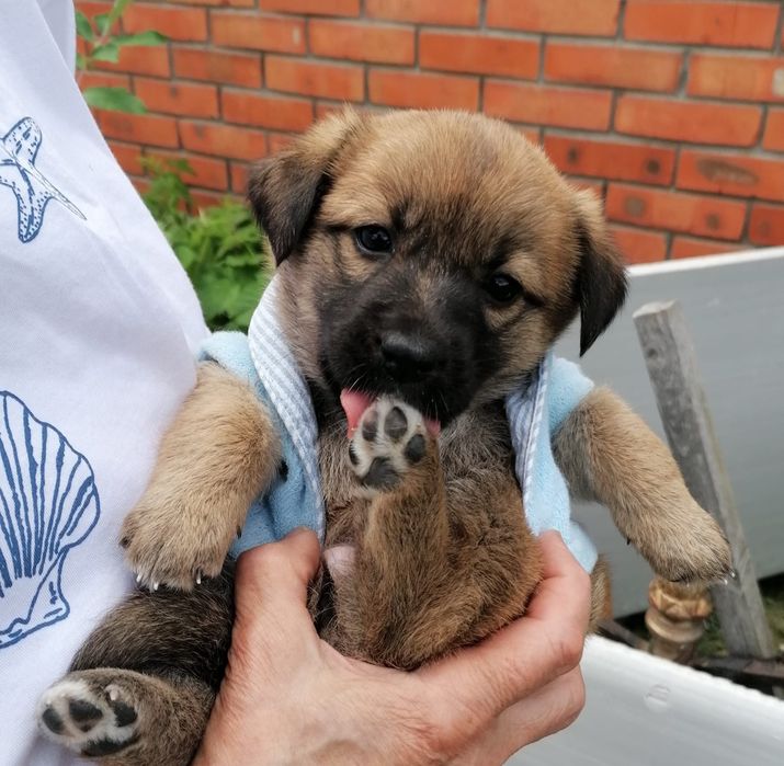 Щенки срочно, ищут дом!!!