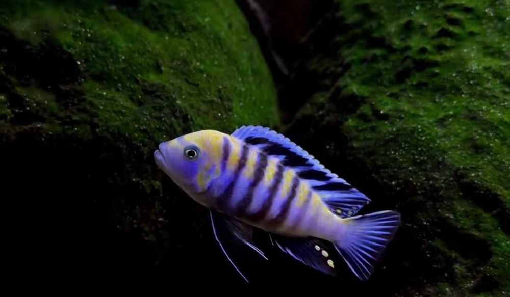 Афрa  Кобуe Цихлида