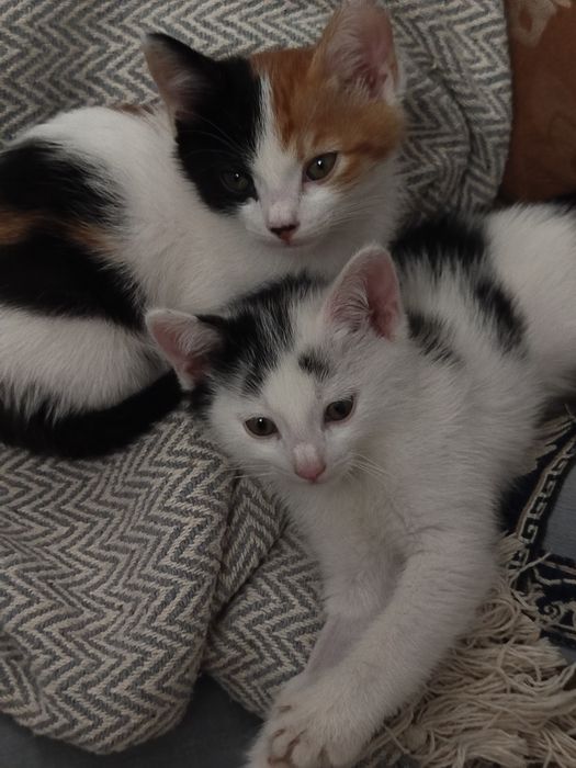 Котята в хорошие руки