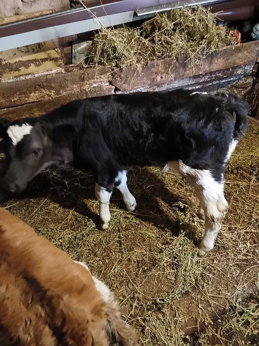 Продавам малки телета сукалчета