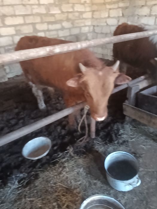 Баспақ сатылады.